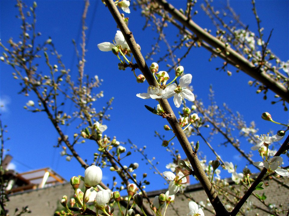 Kirschpflaume (Prunus cerasifera) in Brebach