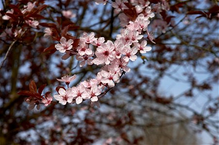 Flowers of prunus cerasifera 'Nigra'