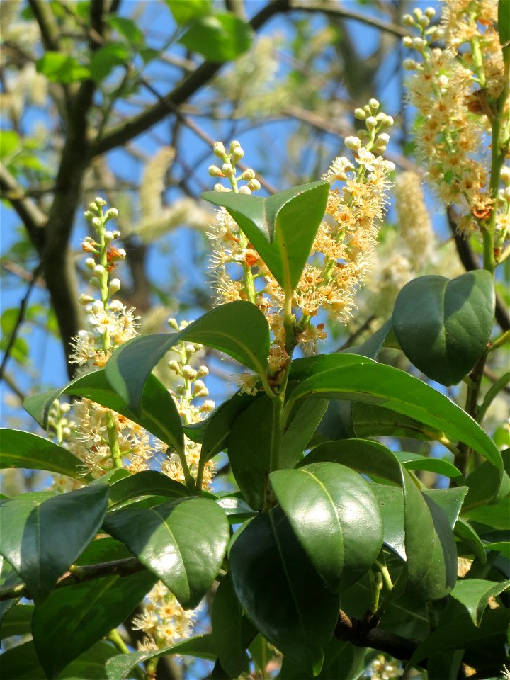 Lorbeerkirsche (Prunus laurocerasus) in Saarbrücken