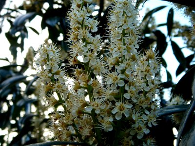 Prunus laurocerasus