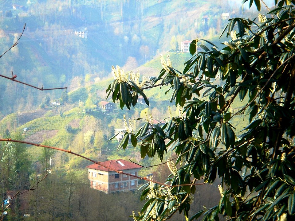 Prunus laurocerasus