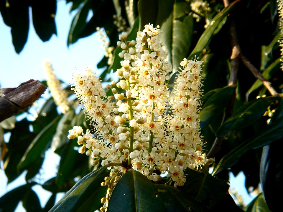 Prunus laurocerasus