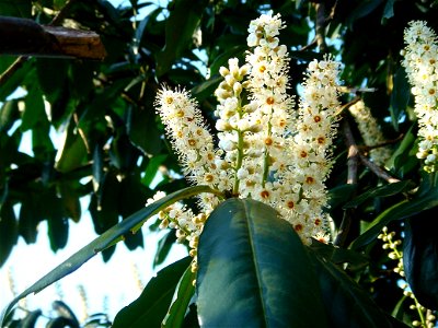 Prunus laurocerasus