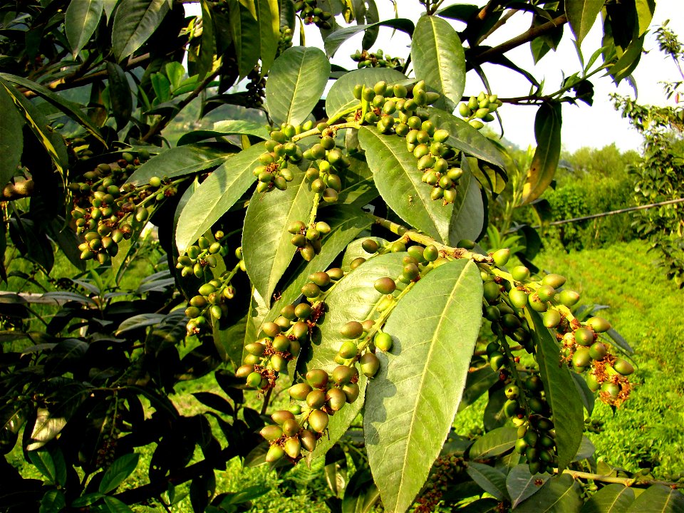 Karayemiş (Prunus laurocerasus)
