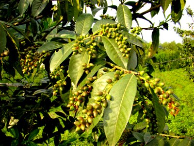 Karayemiş (Prunus laurocerasus)