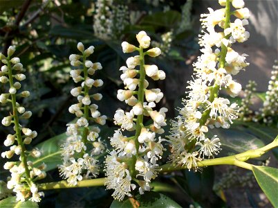 Flowers of Cherry laurel (Prunus laurocerasus)