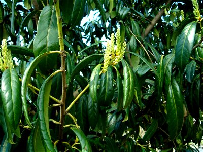 Prunus laurocerasus photo