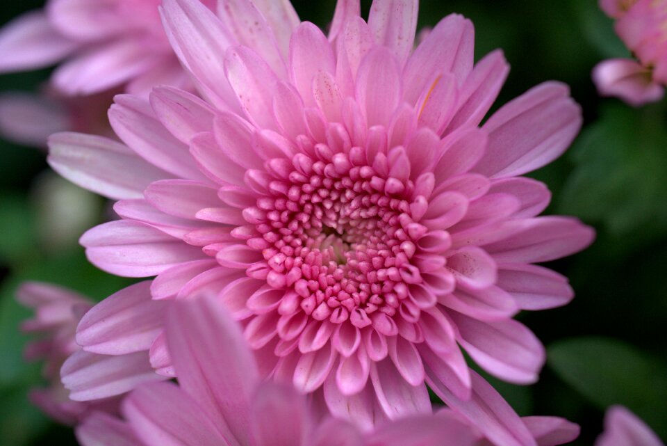 Garden autumn flower garden