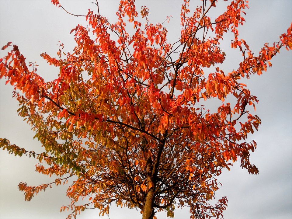 Kirsche (Prunus sect. Cerasus) in Hockenheim