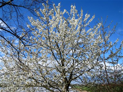 Kirschblüte (Prunus sect. Cerasus) bei Reilingen