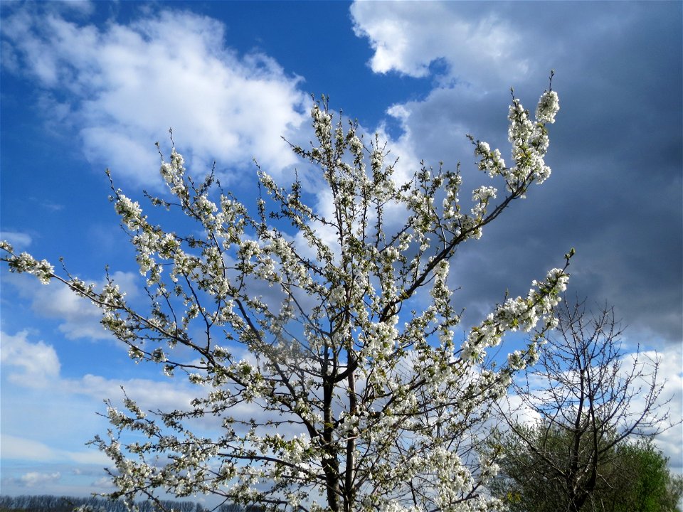 Kirschblüte (Prunus sect. Cerasus) bei Reilingen
