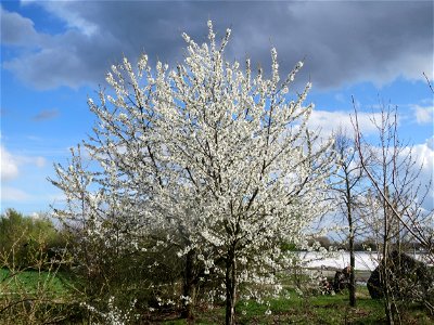 Kirschblüte (Prunus sect. Cerasus) bei Reilingen