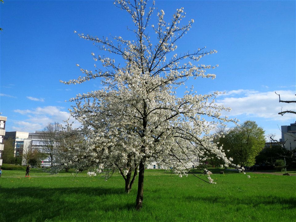 Kirschblüte (Prunus sect. Cerasus) im Neuenheimer Feld in Heidelberg