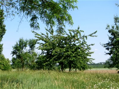 Kirschbäume (Prunus sect. Cerasus) beim Insultheimer Hof im Landschaftsschutzgebiet „Hockenheimer Rheinbogen“ photo