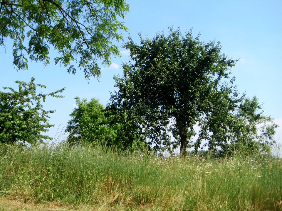 Kirschbäume (Prunus sect. Cerasus) beim Insultheimer Hof im Landschaftsschutzgebiet „Hockenheimer Rheinbogen“