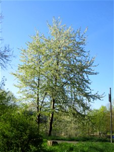 Kirschblüte (Prunus sect. Cerasus) an der Saar in Saarbrücken photo