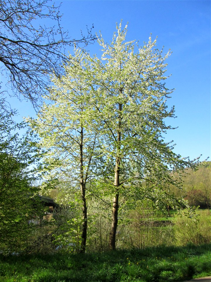 Kirschblüte (Prunus sect. Cerasus) an der Saar in Saarbrücken - Überrest eines ehem. Obstgartens, seinerzeit am Saarufer in Sankt Arnual angelegt