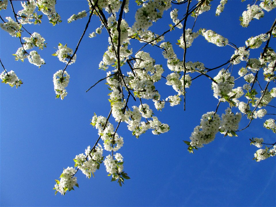 Kirschblüte (Prunus sect. Cerasus) an der Saar in Saarbrücken - Überrest eines ehem. Obstgartens, seinerzeit am Saarufer in Sankt Arnual angelegt, durch die Saar-Begradigung heute in Sankt Johann