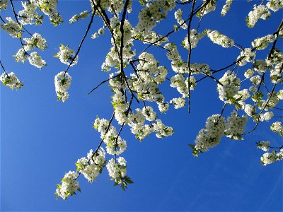 Kirschblüte (Prunus sect. Cerasus) an der Saar in Saarbrücken - Überrest eines ehem. Obstgartens, seinerzeit am Saarufer in Sankt Arnual angelegt, durch die Saar-Begradigung heute in Sankt Johann