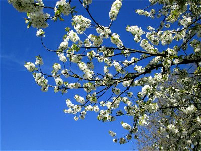 Kirschblüte (Prunus sect. Cerasus) an der Saar in Saarbrücken - Überrest eines ehem. Obstgartens, seinerzeit am Saarufer in Sankt Arnual angelegt, durch die Saar-Begradigung heute in Sankt Johann photo