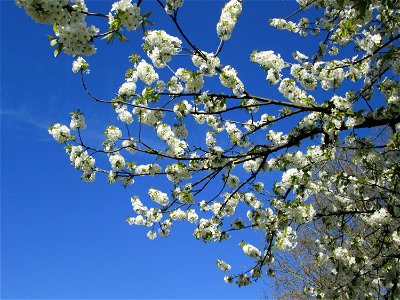 Kirschblüte (Prunus sect. Cerasus) an der Saar in Saarbrücken - Überrest eines ehem. Obstgartens, seinerzeit am Saarufer in Sankt Arnual angelegt, durch die Saar-Begradigung heute in Sankt Johann