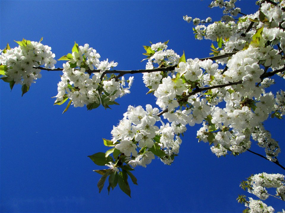 Kirschblüte (Prunus sect. Cerasus) an der Saar in Saarbrücken - Überrest eines ehem. Obstgartens, seinerzeit am Saarufer in Sankt Arnual angelegt, durch die Saar-Begradigung heute in Sankt Johann