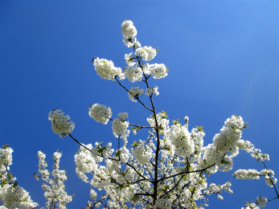 Kirschblüte (Prunus sect. Cerasus) an der Saar in Saarbrücken - Überrest eines ehem. Obstgartens, seinerzeit am Saarufer in Sankt Arnual angelegt, durch die Saar-Begradigung heute in Sankt Johann