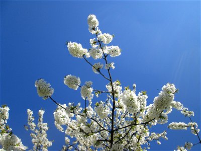 Kirschblüte (Prunus sect. Cerasus) an der Saar in Saarbrücken - Überrest eines ehem. Obstgartens, seinerzeit am Saarufer in Sankt Arnual angelegt, durch die Saar-Begradigung heute in Sankt Johann photo