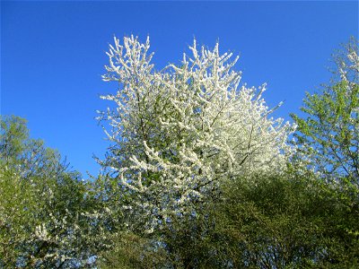 Sauerkirsche (Prunus cerasus) im Güdinger Allmet, kultiviert als Rest einer Streuobstwiese