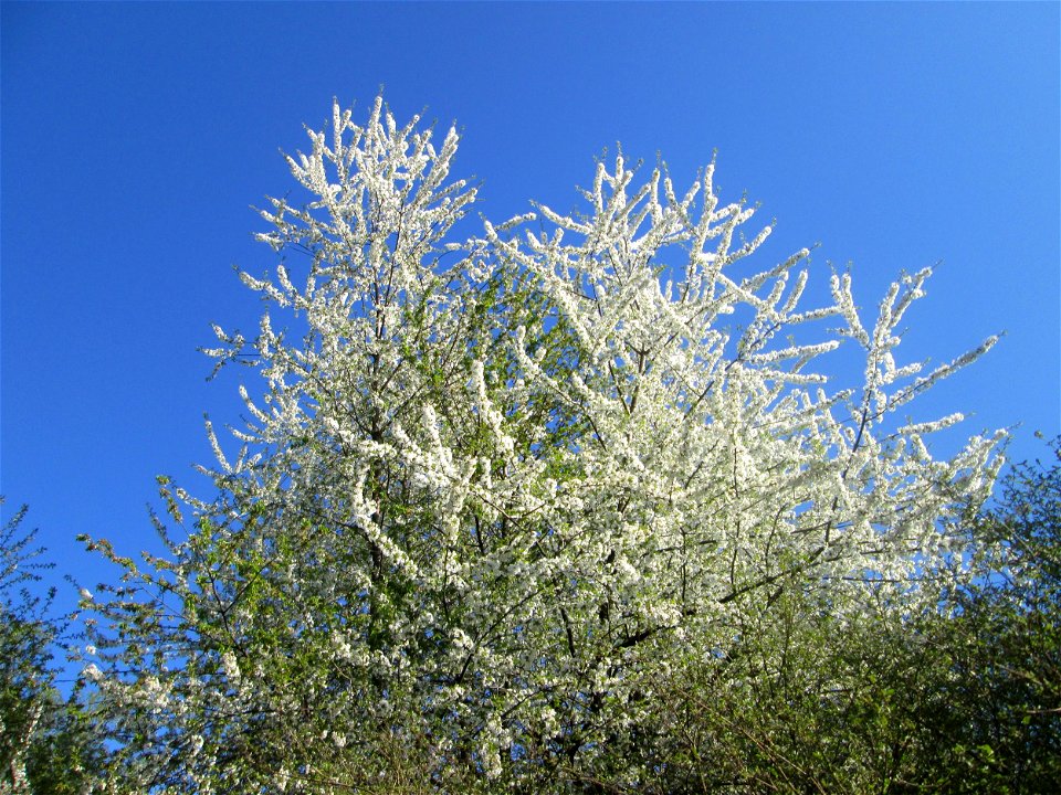 Sauerkirsche (Prunus cerasus) im Güdinger Allmet, kultiviert als Rest einer Streuobstwiese