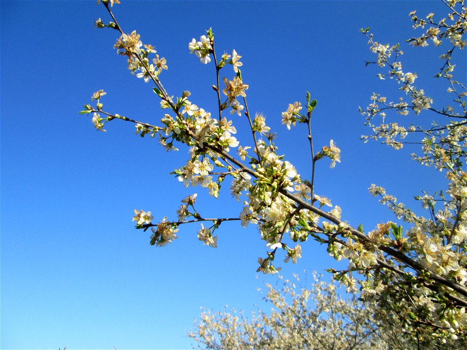 Sauerkirsche (Prunus cerasus) im Güdinger Allmet, kultiviert als Rest einer Streuobstwiese