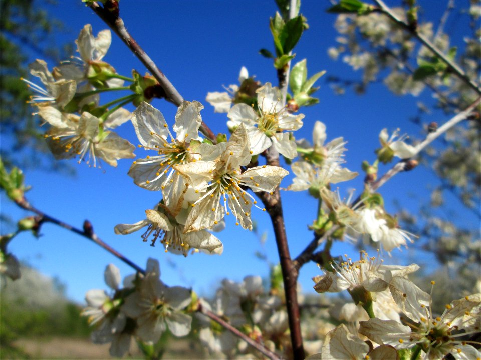 Sauerkirsche (Prunus cerasus) im Güdinger Allmet, kultiviert als Rest einer Streuobstwiese