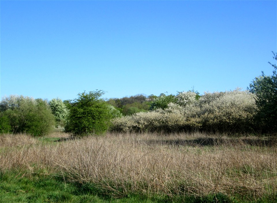 Sauerkirsche (Prunus cerasus) im Güdinger Allmet, offenbar ausgewildert als Rest einer Streuobstwiese, buschförmig wachsend