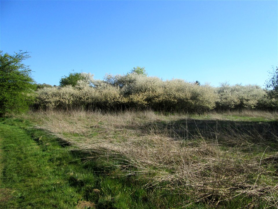 Sauerkirsche (Prunus cerasus) im Güdinger Allmet, offenbar ausgewildert als Rest einer Streuobstwiese, buschförmig wachsend