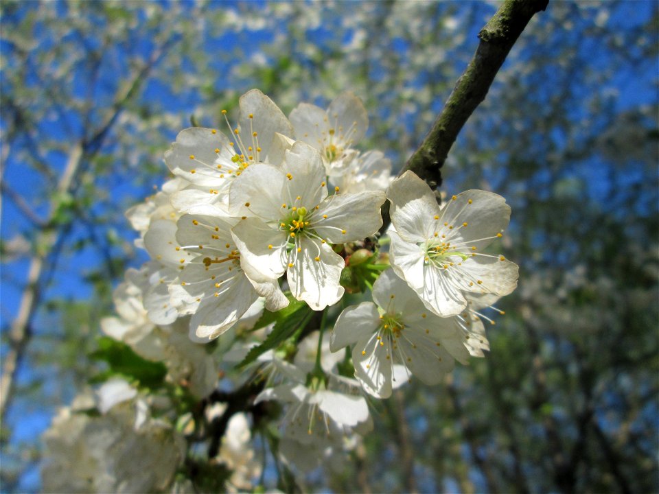Sauerkirsche (Prunus cerasus) im Güdinger Allmet, kultiviert als Rest einer Streuobstwiese