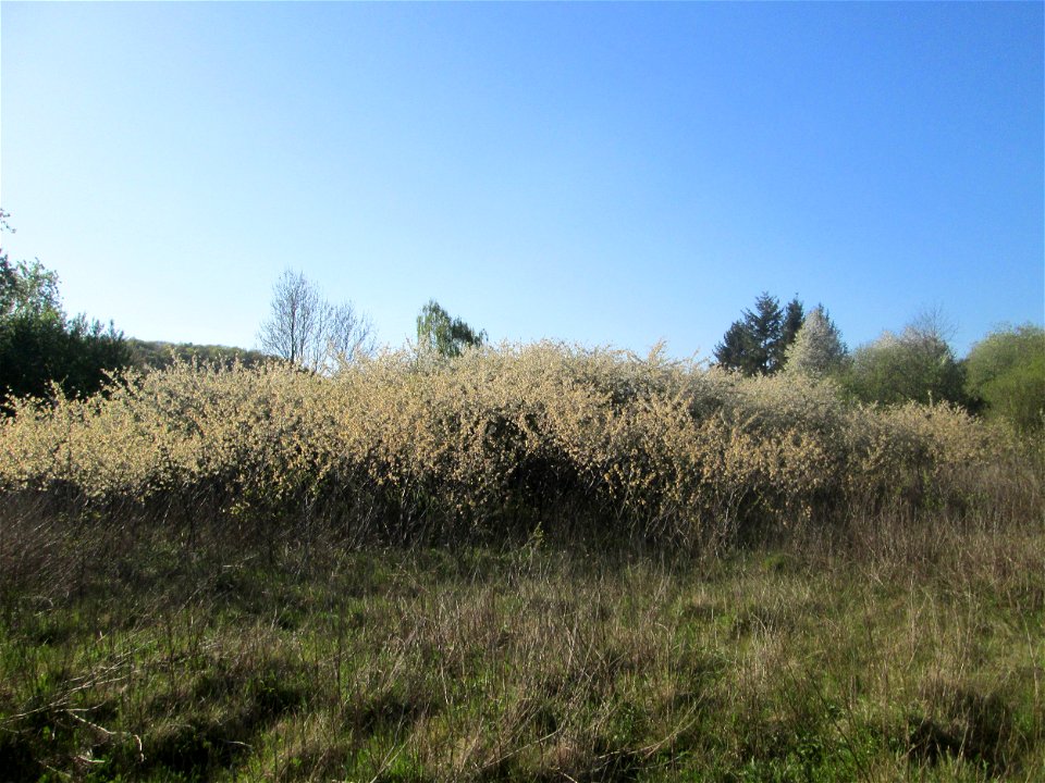 Sauerkirsche (Prunus cerasus) im Güdinger Allmet, offenbar ausgewildert als Rest einer Streuobstwiese, buschförmig wachsend