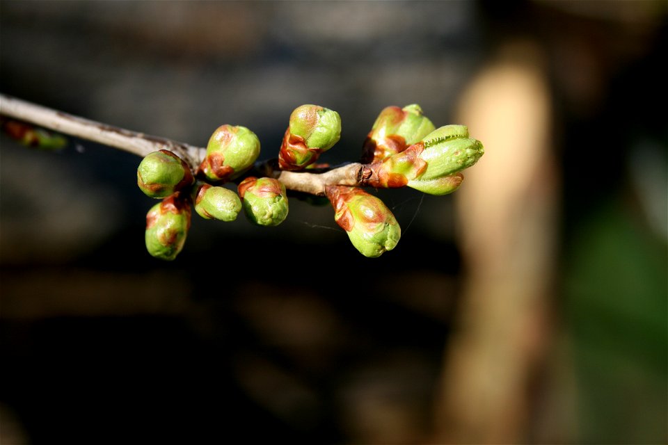 Bud of prunus tree, East Bohemia, Europe