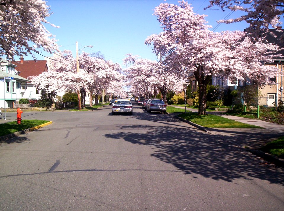 Cherry Blossoms 0368 photo