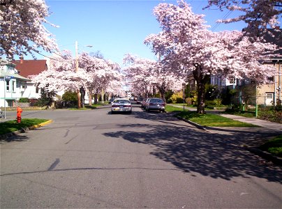 Cherry Blossoms 0368