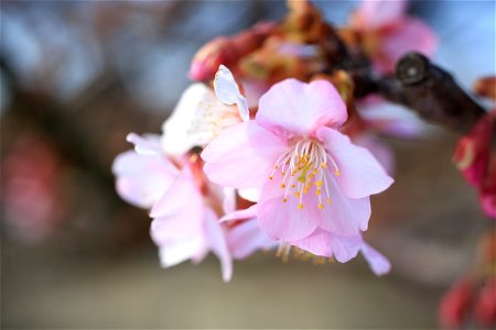 昨日見た「春」. 三浦海岸駅近くで撮影. photo