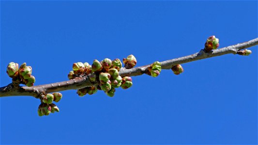 Buds on branches of a cherry tree (Prunus sect. Cerasus), Gåseberg, Lysekil municupality, Sweden.