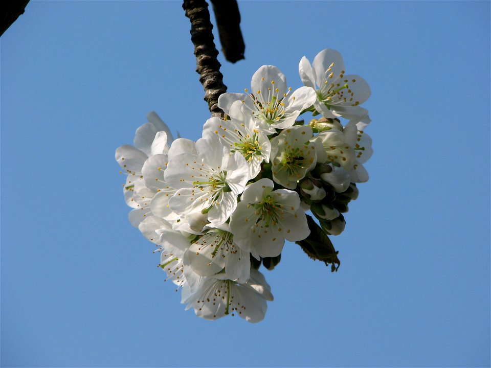 Cherry blossoms in Brno - Bystrc