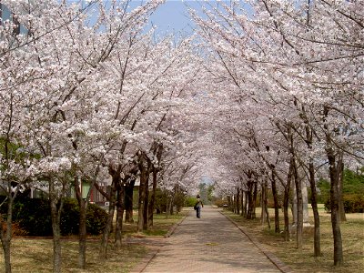 Cherry blossoms at POSTECH photo