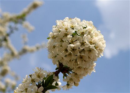 Cherry tree blossom photo