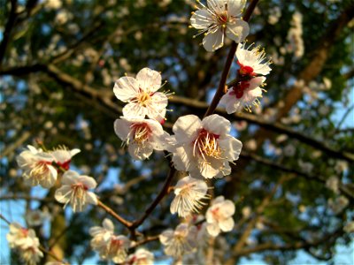 Flores de Cerejeira photo
