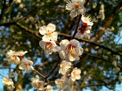 Flores de Cerejeira