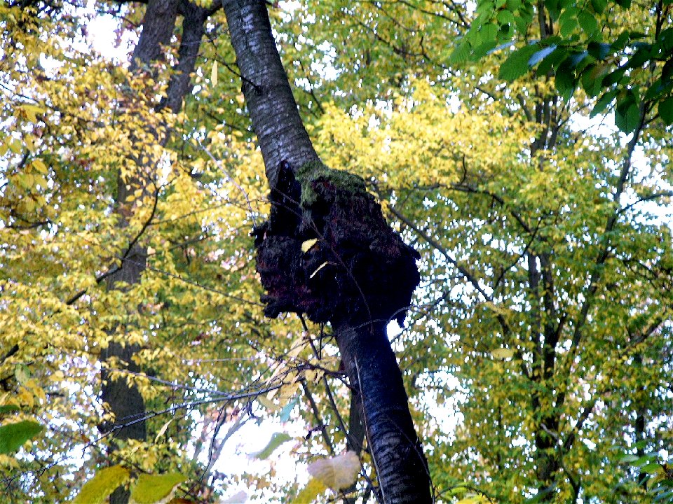 cancer on cherrytree
