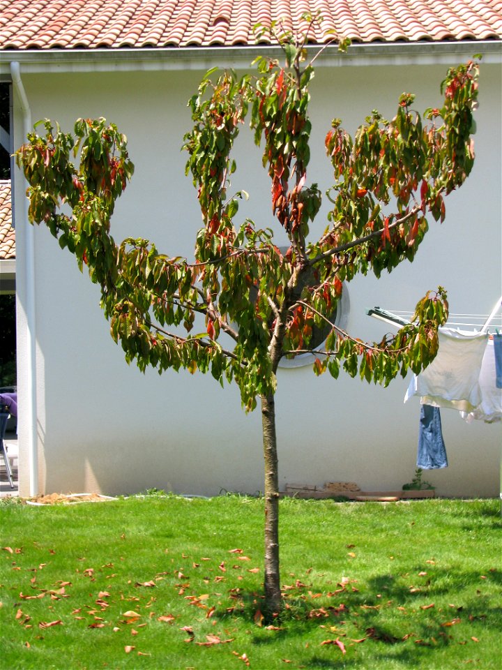 Sick Prunus_cerasus, source cherry, from an unknow reason. photo