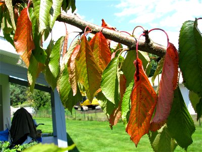 Sick Prunus_cerasus, source cherry, from an unknow reason. photo