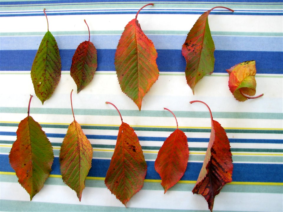 Sick Prunus_cerasus, source cherry, from an unknow reason.